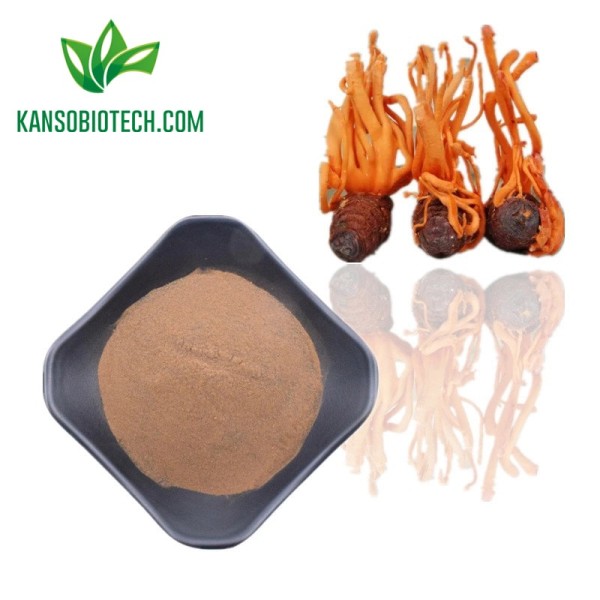 Buy Cordyceps Sinensis Extract for sale online