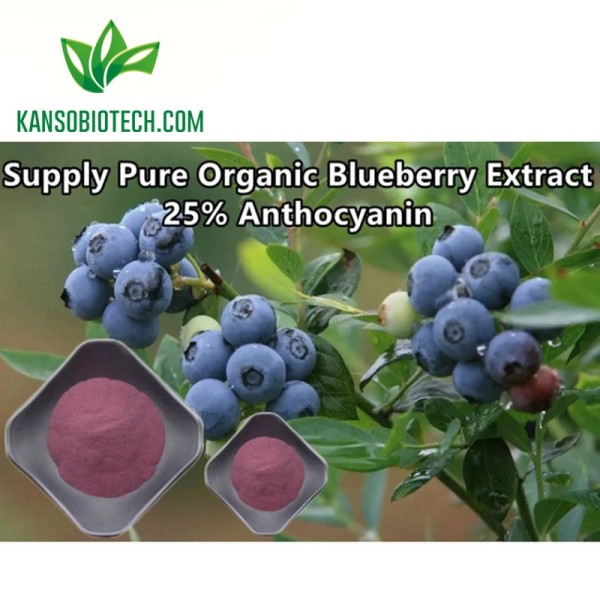 Buy Blueberry Extract Powder for sale online